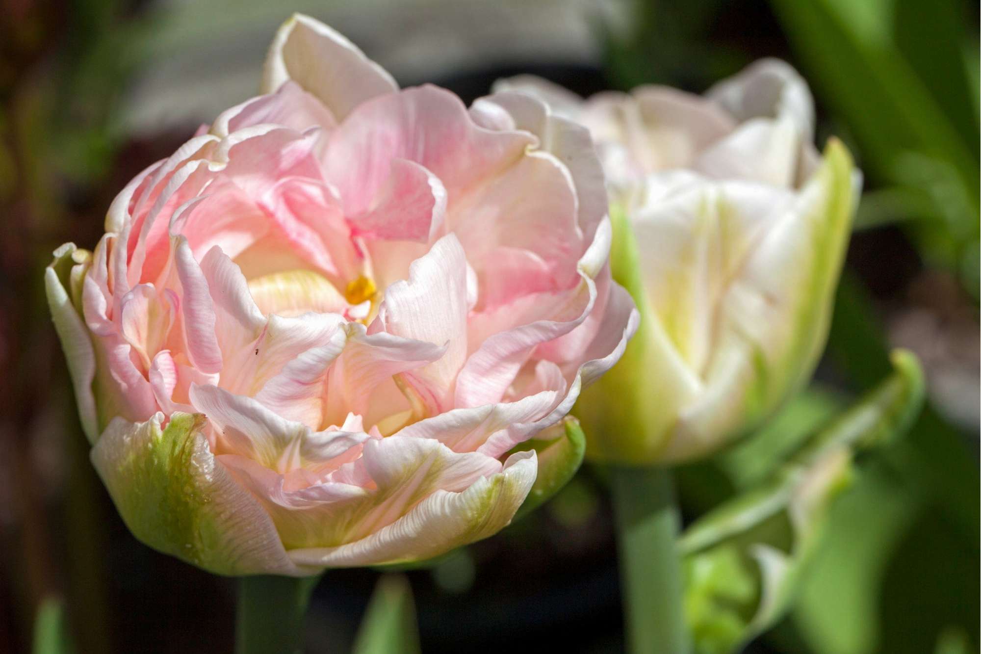 Tulpe 'Finola'